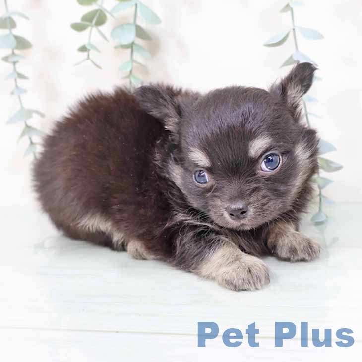 大阪府のチワワ(ロング) (ペットプラス 松原店/2025年10月31日生まれ/女の子/ブラッククリーム)の子犬の2枚目の画像