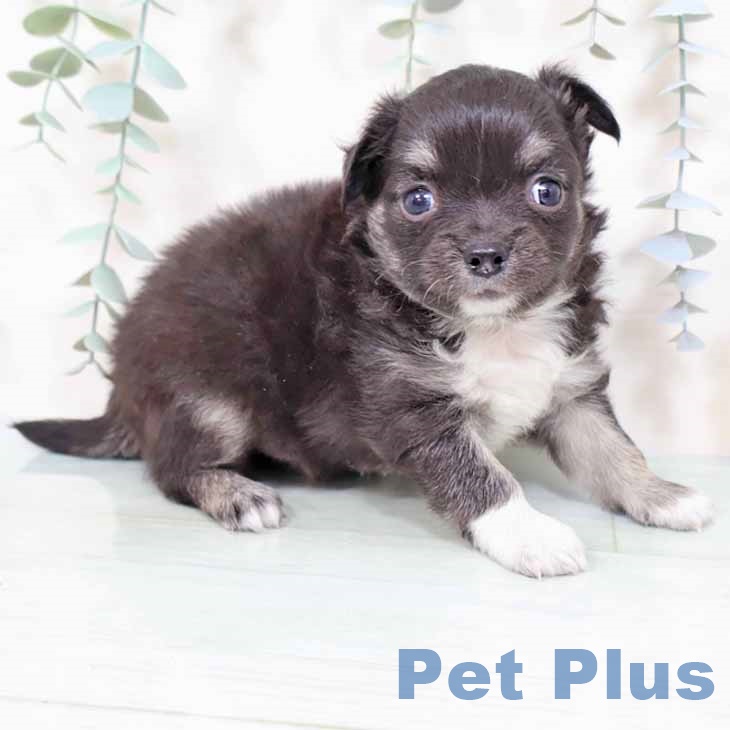 大阪府のチワワ(ロング) (ペットプラス 大阪ドームシティ店/2025年10月31日生まれ/男の子/ブラッククリーム)の子犬の1枚目の画像