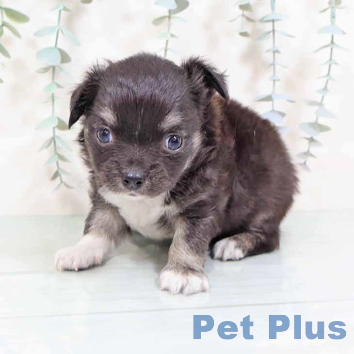 大阪府のチワワ(ロング) (ペットプラス 大阪ドームシティ店/2025年10月31日生まれ/男の子/ブラッククリーム)の子犬の2枚目の画像