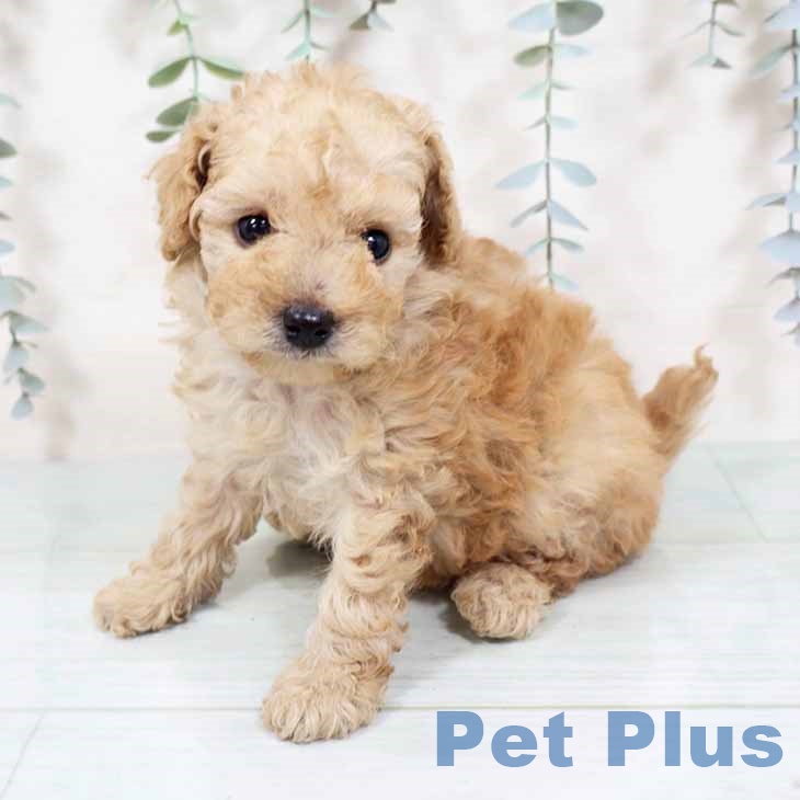 京都府のトイプードル(トイ) (ペットプラス 京都桂川店/2025年10月31日生まれ/女の子/アプリコット)の子犬の1枚目の画像