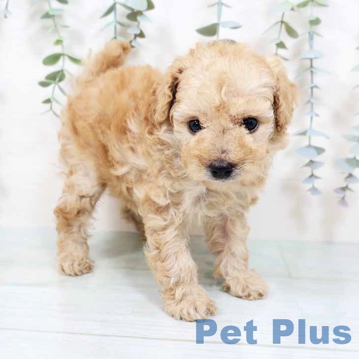 京都府のトイプードル(トイ) (ペットプラス 京都桂川店/2025年10月31日生まれ/女の子/アプリコット)の子犬の2枚目の画像