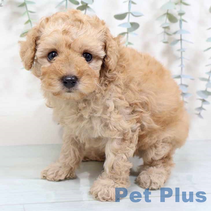 大阪府のトイプードル(トイ) (ペットプラス りんくう泉南店/2025年10月31日生まれ/女の子/アプリコット)の子犬の1枚目の画像