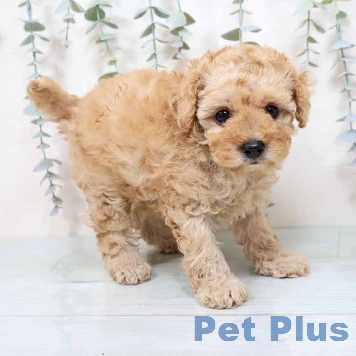 大阪府のトイプードル(トイ) (ペットプラス りんくう泉南店/2025年10月31日生まれ/女の子/アプリコット)の子犬の2枚目の画像