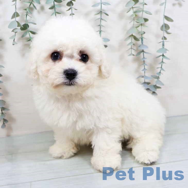 大阪府のビションフリーゼ (ペットプラス 鶴見店/2025年10月30日生まれ/男の子/ホワイト)の子犬