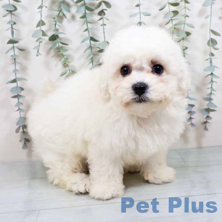 大阪府のビションフリーゼ (ペットプラス 鶴見店/2025年10月30日生まれ/男の子/ホワイト)の子犬の2枚目の画像