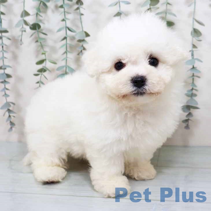 京都府のビションフリーゼ (ペットプラス 京都桂川店/2025年10月30日生まれ/男の子/ホワイト)の子犬の1枚目の画像