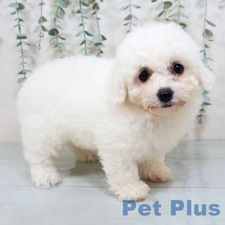 大阪府のビションフリーゼ (ペットプラス イオン大日店/2025年10月30日生まれ/女の子/ホワイト)の子犬の1枚目の画像