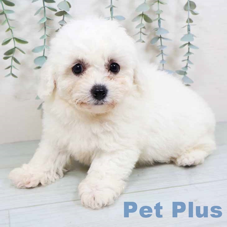 大阪府のビションフリーゼ (ペットプラス イオン大日店/2025年10月30日生まれ/女の子/ホワイト)の子犬の2枚目の画像