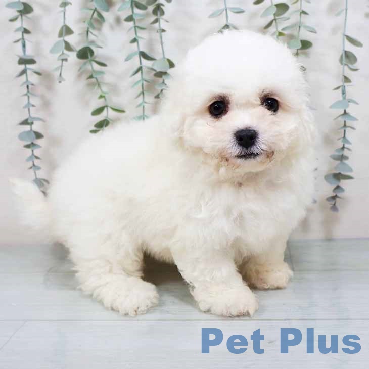 京都府のビションフリーゼ (ペットプラス 京都桂川店/2025年10月30日生まれ/女の子/ホワイト)の子犬の1枚目の画像
