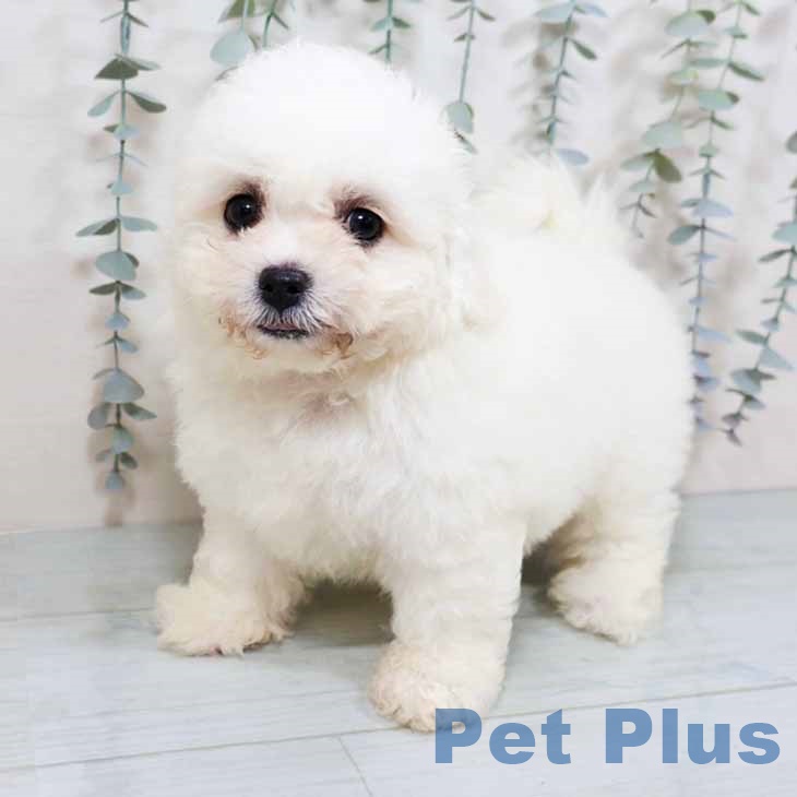 京都府のビションフリーゼ (ペットプラス 京都桂川店/2025年10月30日生まれ/女の子/ホワイト)の子犬の2枚目の画像