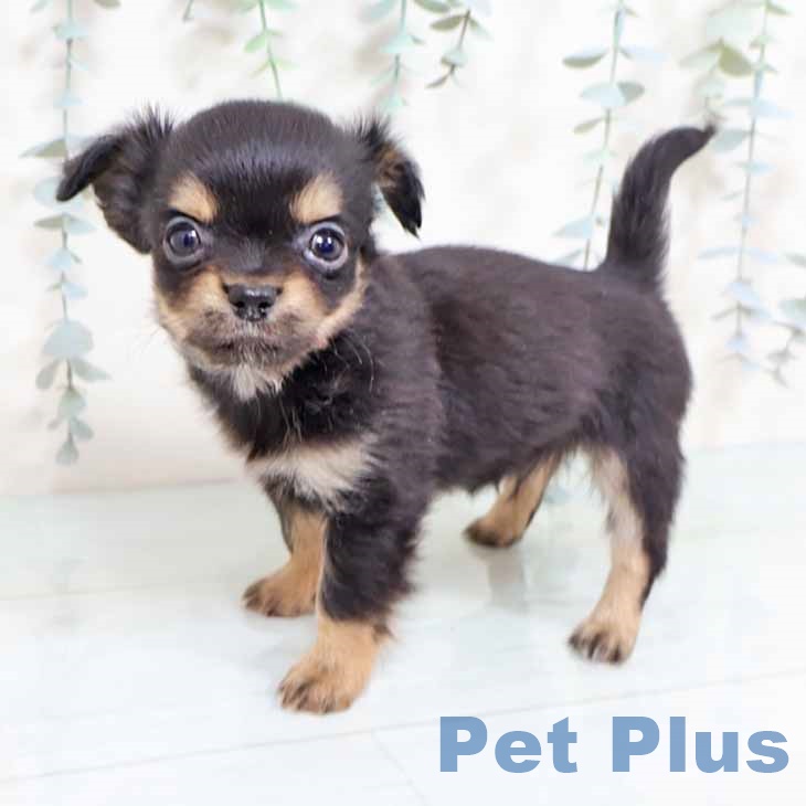 京都府のチワワ(ロング) (ペットプラス 京都桂川店/2025年11月2日生まれ/男の子/ブラックタン)の子犬の2枚目の画像