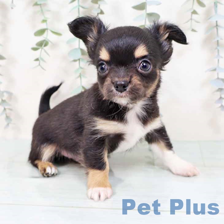 京都府のチワワ(ロング) (ペットプラス イオンモールKYOTO店/2025年11月2日生まれ/男の子/ブラックタン)の子犬の1枚目の画像