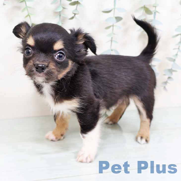 京都府のチワワ(ロング) (ペットプラス イオンモールKYOTO店/2025年11月2日生まれ/男の子/ブラックタン)の子犬の2枚目の画像