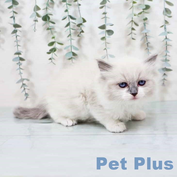 京都府のラグドール (ペットプラス イオンモールKYOTO店/2025年11月3日生まれ/女の子/ブルーポイントミテッド)の子猫の2枚目の画像