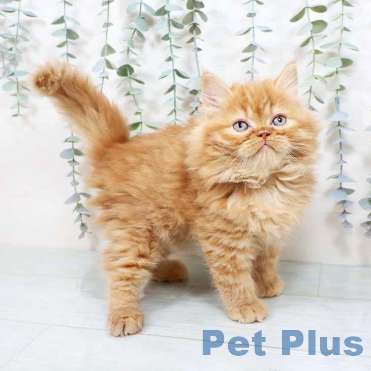 大阪府のラガマフィン (ペットプラス 鶴見店/2025年10月28日生まれ/女の子/レッドタビー)の子猫の1枚目の画像