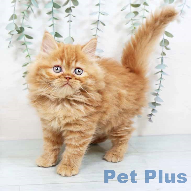 大阪府のラガマフィン (ペットプラス 鶴見店/2025年10月28日生まれ/女の子/レッドタビー)の子猫の2枚目の画像