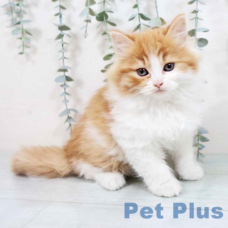 大阪府のラガマフィン (ペットプラス 四條畷店/2025年10月28日生まれ/女の子/レッドタビーホワイト)の子猫の1枚目の画像