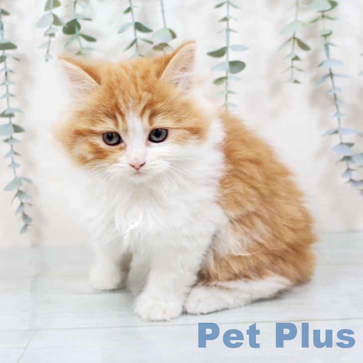 大阪府のラガマフィン (ペットプラス 四條畷店/2025年10月28日生まれ/女の子/レッドタビーホワイト)の子猫の2枚目の画像