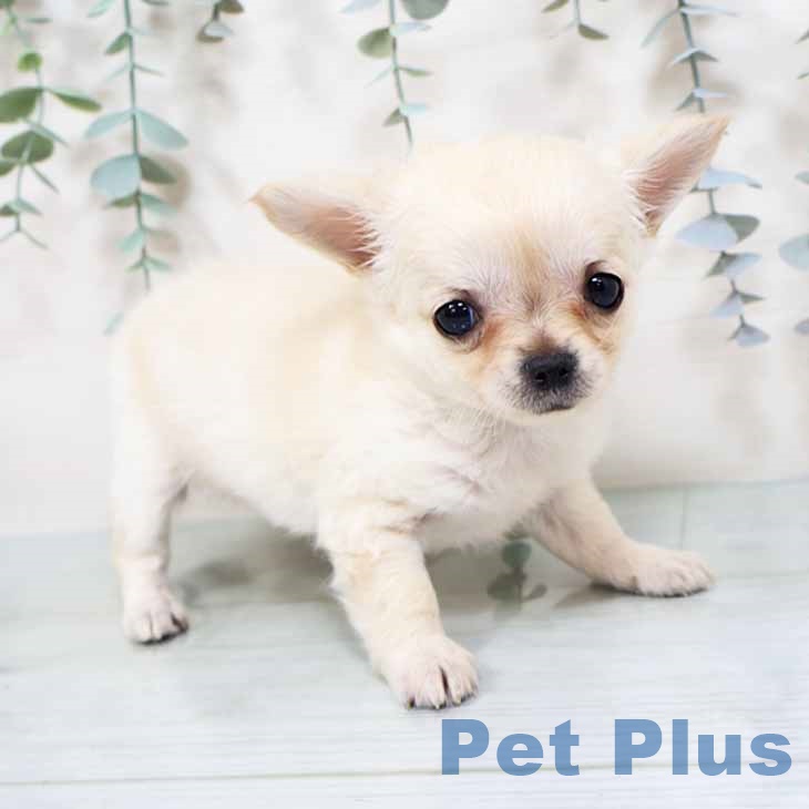 大阪府のチワワ(ロング) (ペットプラス 四條畷店/2025年10月27日生まれ/女の子/クリームホワイト)の子犬の1枚目の画像