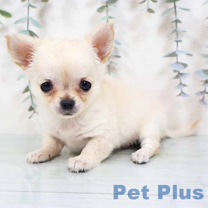 大阪府のチワワ(ロング) (ペットプラス 四條畷店/2025年10月27日生まれ/女の子/クリームホワイト)の子犬の2枚目の画像