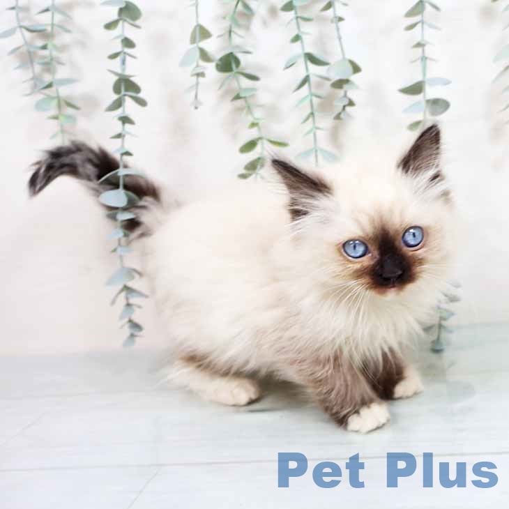 大阪府のラグドール (ペットプラス イオン大日店/2025年11月3日生まれ/女の子/シールポイントミテッド)の子猫の1枚目の画像