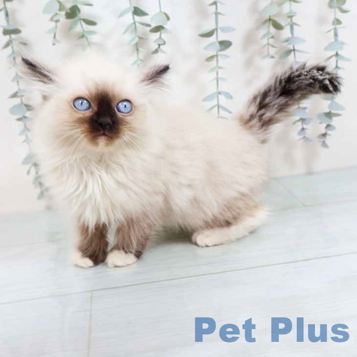 大阪府のラグドール (ペットプラス イオン大日店/2025年11月3日生まれ/女の子/シールポイントミテッド)の子猫の2枚目の画像