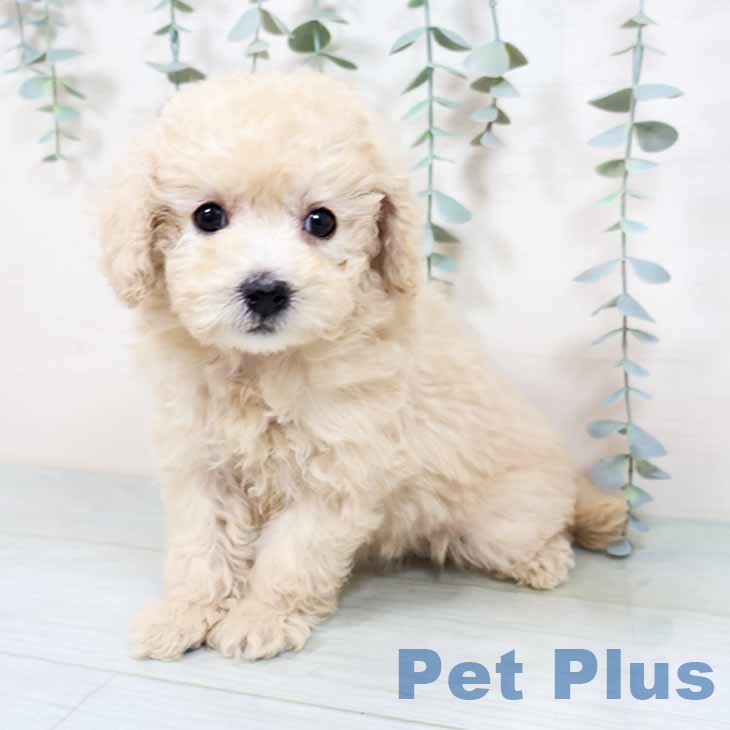 京都府のトイプードル(トイ) (ペットプラス 京都桂川店/2025年11月2日生まれ/女の子/ホワイト)の子犬の1枚目の画像