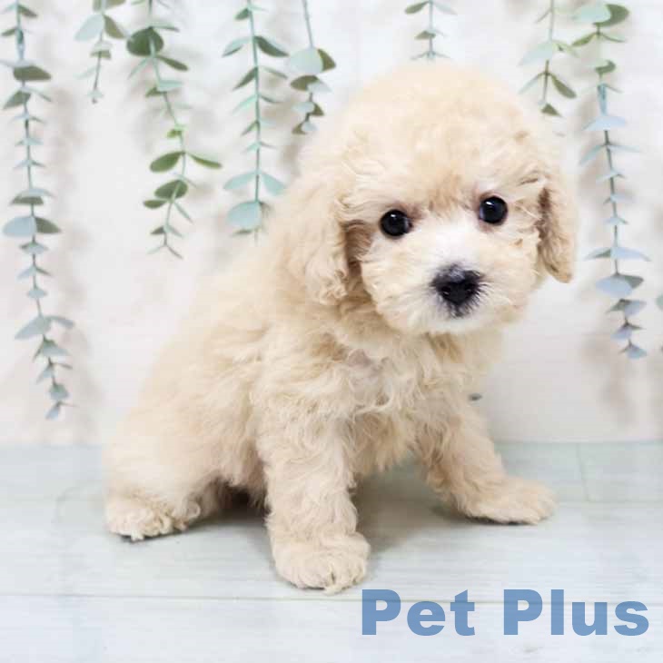 京都府のトイプードル(トイ) (ペットプラス 京都桂川店/2025年11月2日生まれ/女の子/ホワイト)の子犬の2枚目の画像