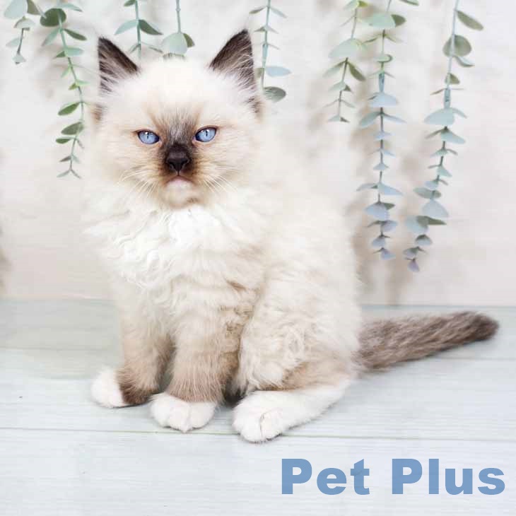 大阪府のラグドール (ペットプラス 堺北花田店/2025年11月3日生まれ/男の子/シールポイントミテッド)の子猫の1枚目の画像