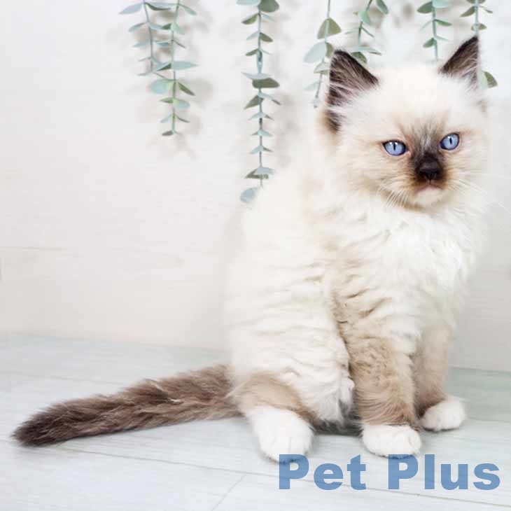大阪府のラグドール (ペットプラス 堺北花田店/2025年11月3日生まれ/男の子/シールポイントミテッド)の子猫の2枚目の画像