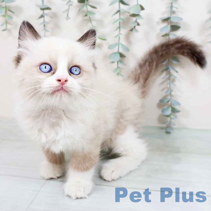 京都府のラグドール (ペットプラス 京都桂川店/2025年11月3日生まれ/男の子/シールポイントバイカラー)の子猫の2枚目の画像
