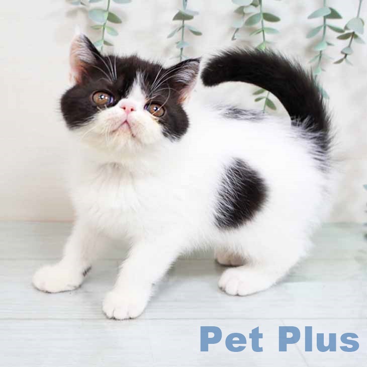 大阪府のエキゾチック (ペットプラス イオン大日店/2025年10月28日生まれ/女の子/ブラックホワイト)の子猫の1枚目の画像