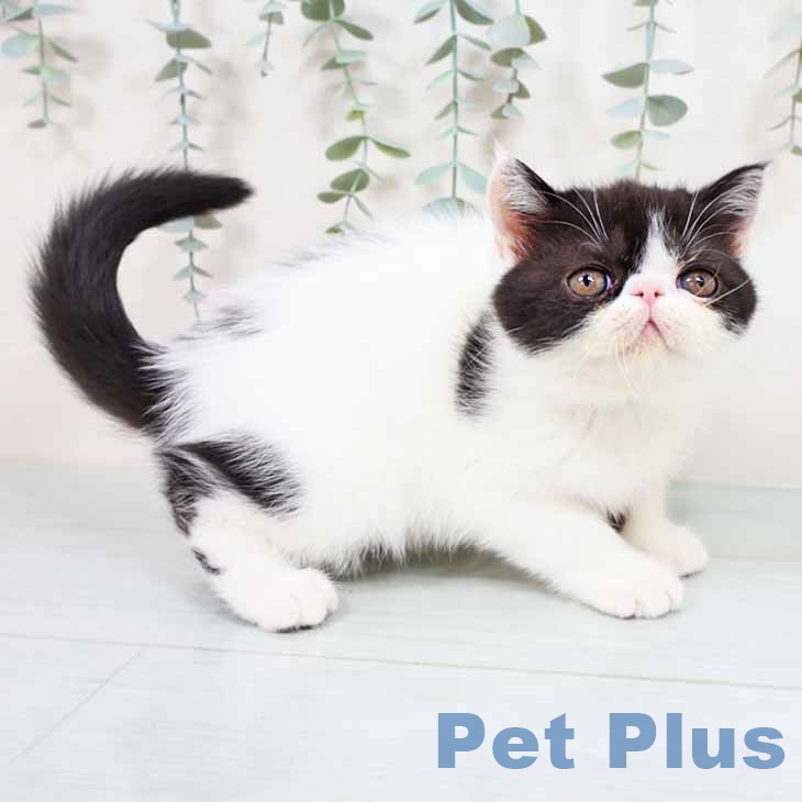 大阪府のエキゾチック (ペットプラス イオン大日店/2025年10月28日生まれ/女の子/ブラックホワイト)の子猫の2枚目の画像