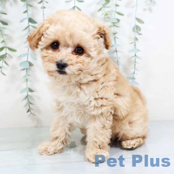 大阪府のトイプードル(トイ) (ペットプラス 四條畷店/2025年10月23日生まれ/女の子/ペールフォーン)の子犬の1枚目の画像