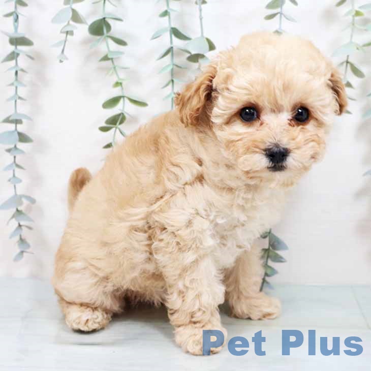 大阪府のトイプードル(トイ) (ペットプラス 四條畷店/2025年10月23日生まれ/女の子/ペールフォーン)の子犬の2枚目の画像