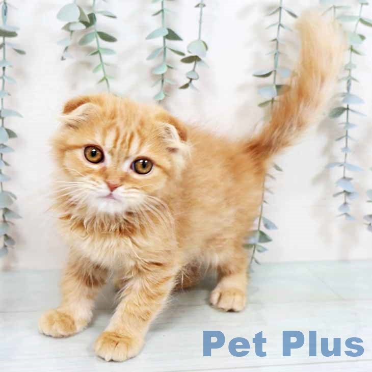京都府のスコティッシュフォールド (ペットプラス 京都桂川店/2025年10月26日生まれ/女の子/レッドタビー)の子猫の1枚目の画像