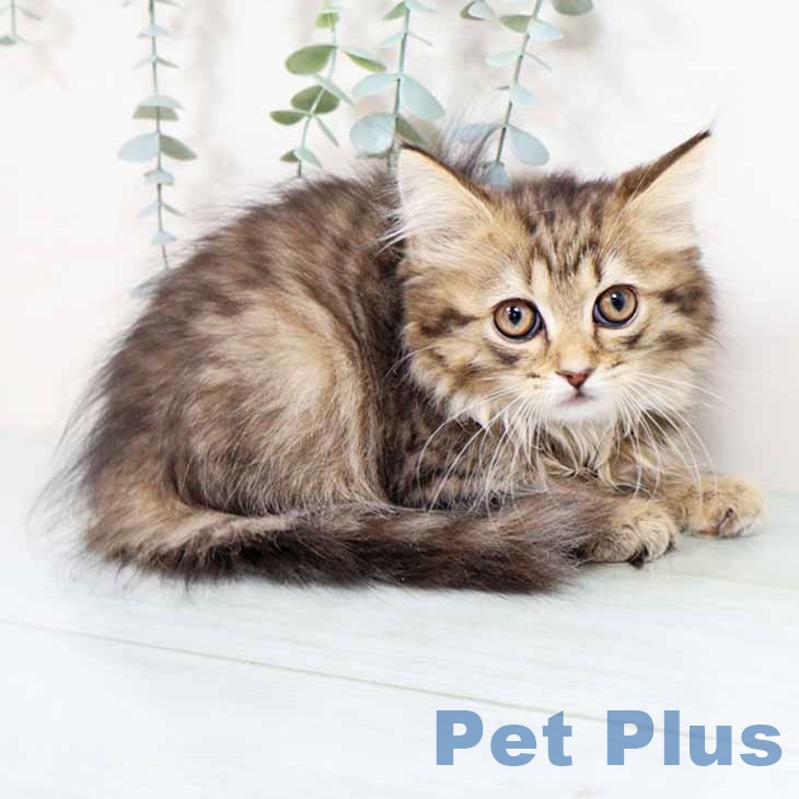 大阪府のスコティッシュフォールド (ペットプラス 四條畷店/2025年11月2日生まれ/女の子/ブラウンタビー)の子猫の1枚目の画像