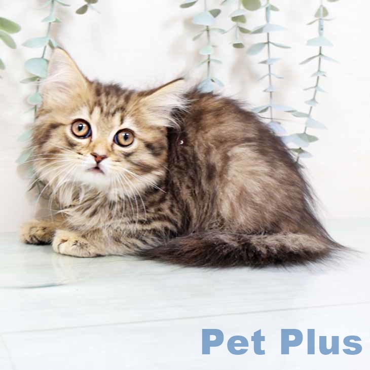 大阪府のスコティッシュフォールド (ペットプラス 四條畷店/2025年11月2日生まれ/女の子/ブラウンタビー)の子猫の2枚目の画像