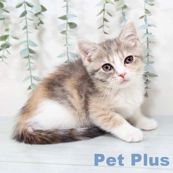 大阪府のスコティッシュフォールド (ペットプラス イオン大日店/2025年11月2日生まれ/女の子/ブルーパッチドタビーホワイト)の子猫の1枚目の画像