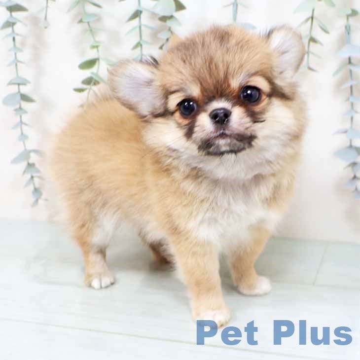 大阪府のチワワ(ロング) (ペットプラス 鶴見店/2025年10月26日生まれ/男の子/フォーンホワイト)の子犬の1枚目の画像