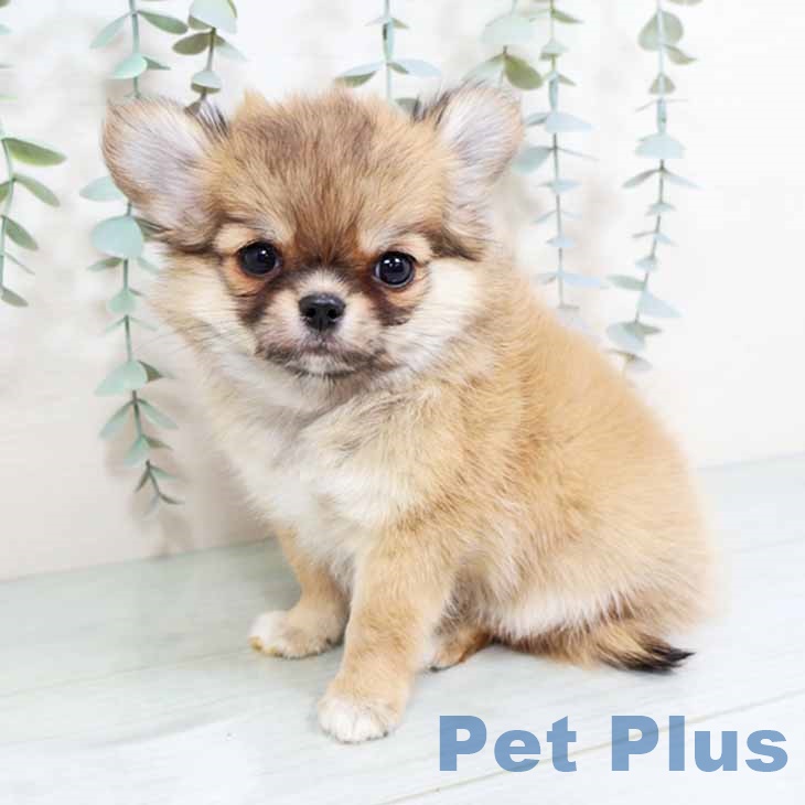 大阪府のチワワ(ロング) (ペットプラス 鶴見店/2025年10月26日生まれ/男の子/フォーンホワイト)の子犬の2枚目の画像