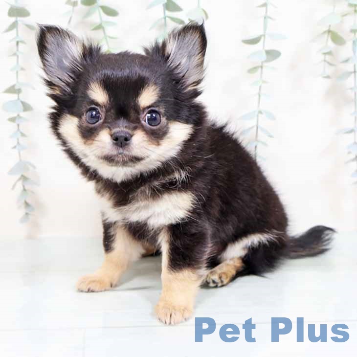 京都府のチワワ(ロング) (ペットプラス 京都桂川店/2025年11月1日生まれ/女の子/ブラッククリーム)の子犬の2枚目の画像