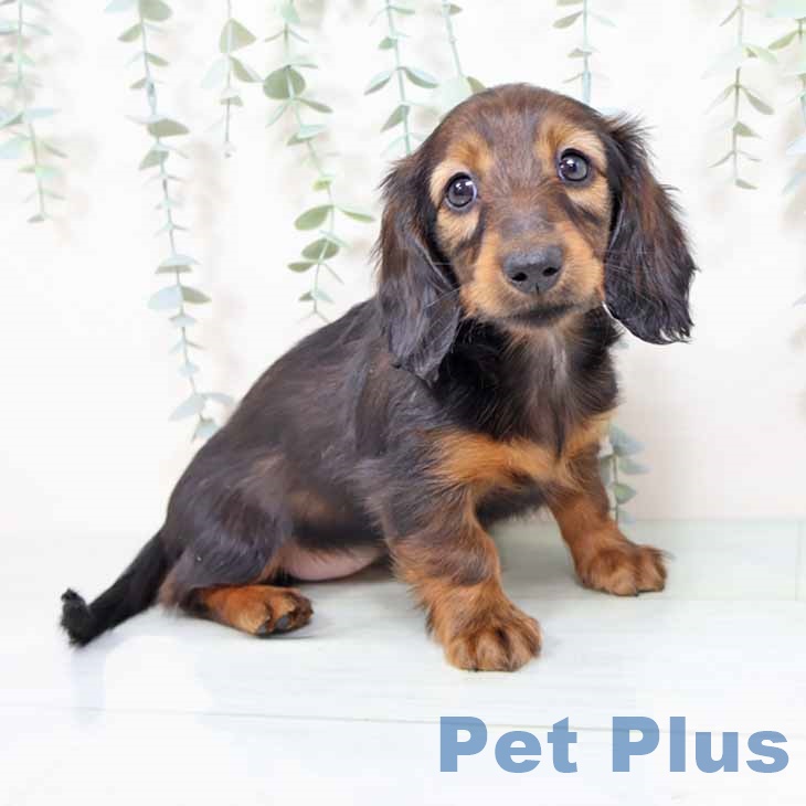 大阪府のミニチュアダックスフンド(ロング) (ペットプラス りんくう泉南店/2025年11月4日生まれ/女の子/レッド)の子犬の1枚目の画像