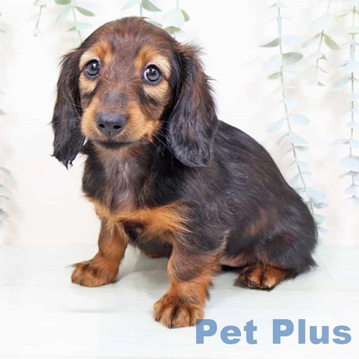 大阪府のミニチュアダックスフンド(ロング) (ペットプラス りんくう泉南店/2025年11月4日生まれ/女の子/レッド)の子犬の2枚目の画像