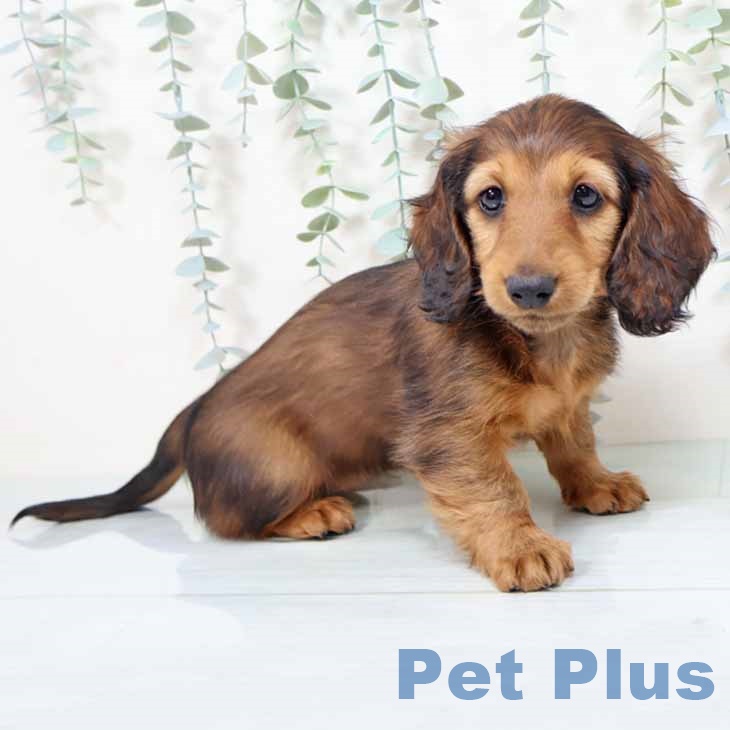 大阪府のミニチュアダックスフンド(ロング) (ペットプラス イオン大日店/2025年11月4日生まれ/女の子/レッド)の子犬の1枚目の画像