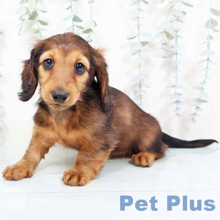 大阪府のミニチュアダックスフンド(ロング) (ペットプラス イオン大日店/2025年11月4日生まれ/女の子/レッド)の子犬の2枚目の画像