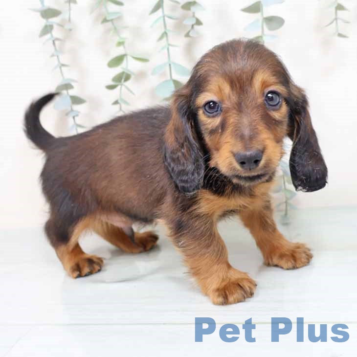 大阪府のミニチュアダックスフンド(ロング) (ペットプラス イオン大日店/2025年11月4日生まれ/男の子/レッド)の子犬の1枚目の画像
