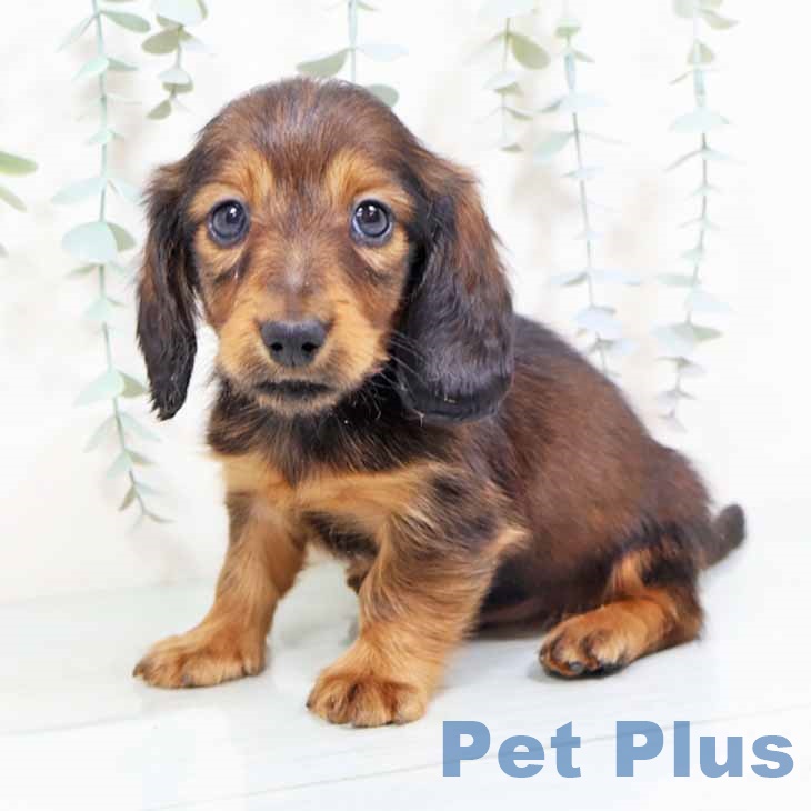 大阪府のミニチュアダックスフンド(ロング) (ペットプラス イオン大日店/2025年11月4日生まれ/男の子/レッド)の子犬の2枚目の画像