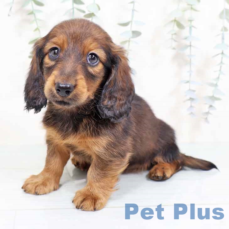 大阪府のミニチュアダックスフンド(ロング) (ペットプラス 鶴見店/2025年11月4日生まれ/男の子/レッド)の子犬の2枚目の画像