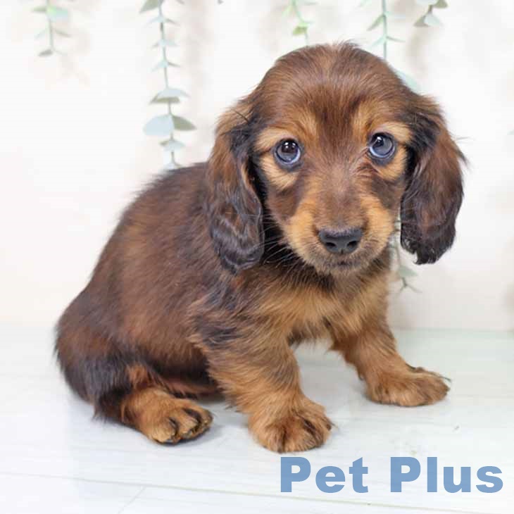 京都府のミニチュアダックスフンド(ロング) (ペットプラス 京都桂川店/2025年11月4日生まれ/男の子/レッド)の子犬の1枚目の画像